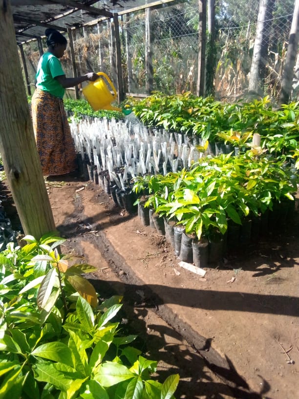 Why We actively promotes fruit trees within agroforestry